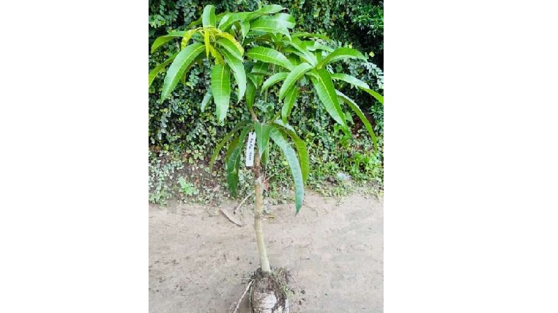রাহির ডায়েরি-১
